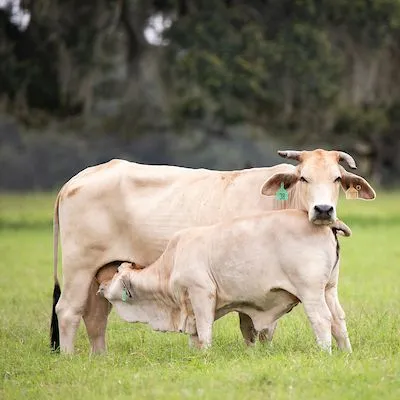 thumbnail for publication: Florida Cow-Calf and Stocker Beef Safety and Quality Assurance Handbook: Quality Control Points